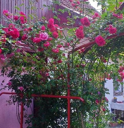 Villa Casa Boierului Imbri Cîrţişoara Exterior foto