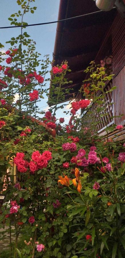 Villa Casa Boierului Imbri Cîrţişoara Exterior foto