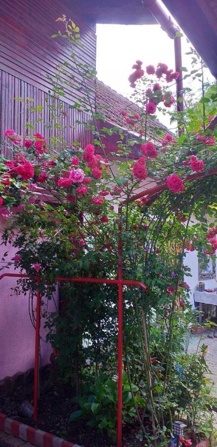 Villa Casa Boierului Imbri Cîrţişoara Exterior foto